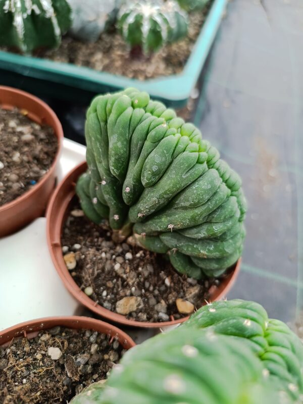 Trichocereus Pachanoi Crestato - immagine 2