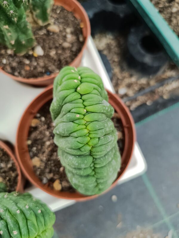Trichocereus Pachanoi Crestato - immagine 3