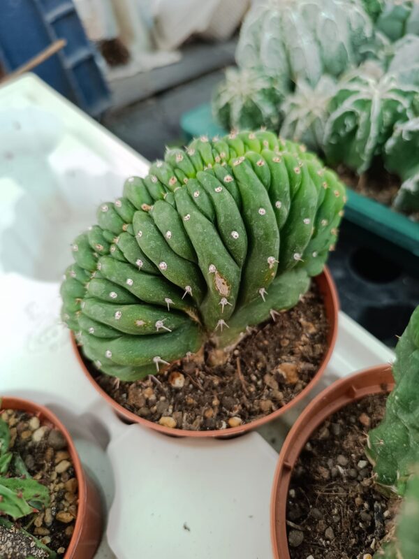Trichocereus Pachanoi Crestato - immagine 4
