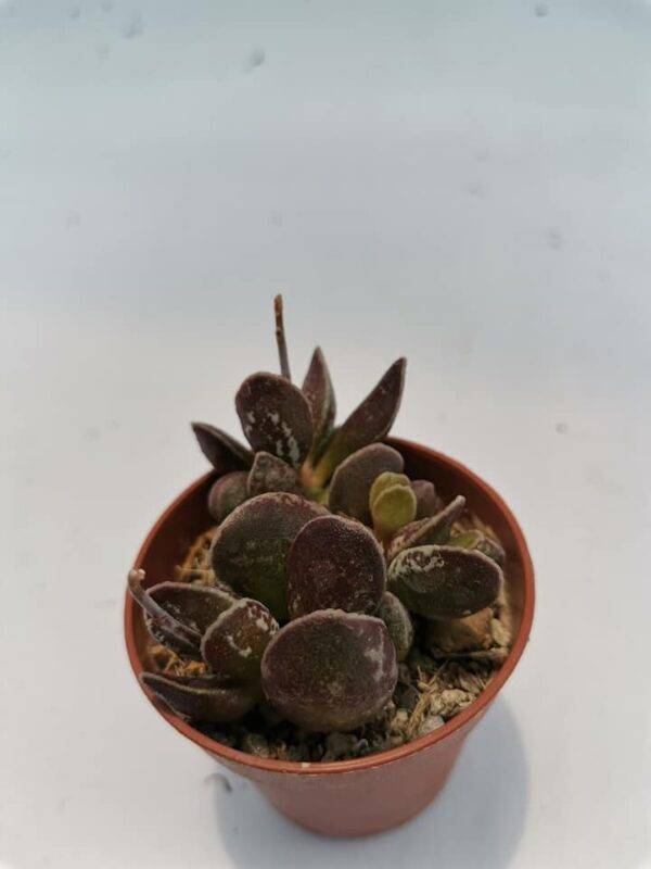 Adromischus Marianiae Bryan Makin - Image 3