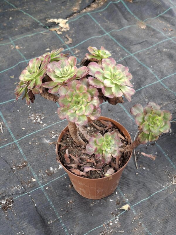 Aeonium Mardi Grass Big - Image 2