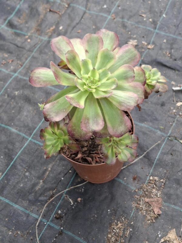 Aeonium Mardi Grass Big - Image 3