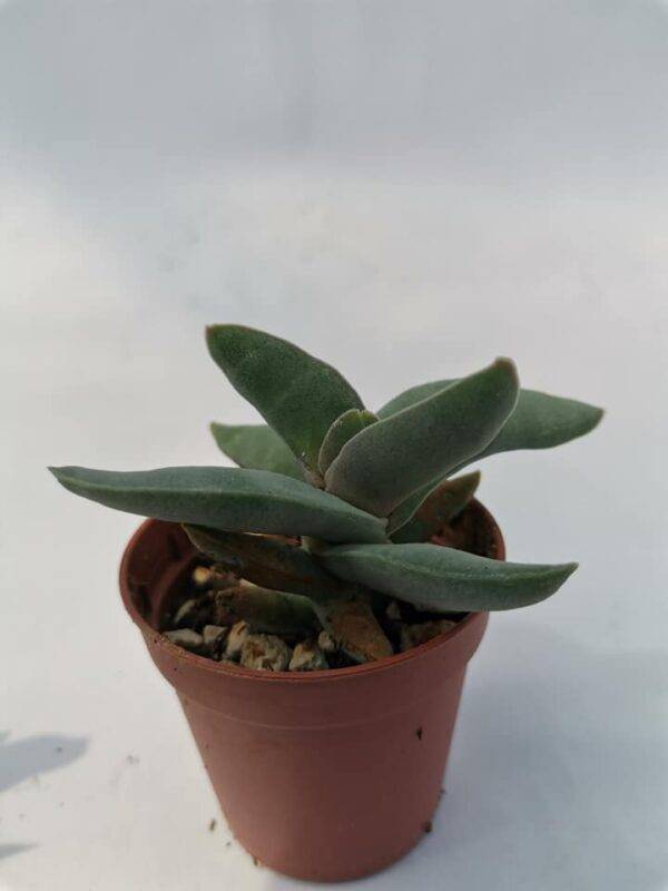 Crassula falcata v. Minor