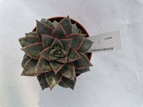 Echeveria Purpusorum
