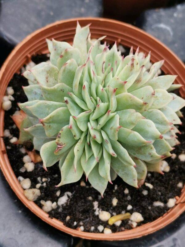 Echeveria Secunda Crestata - immagine 3