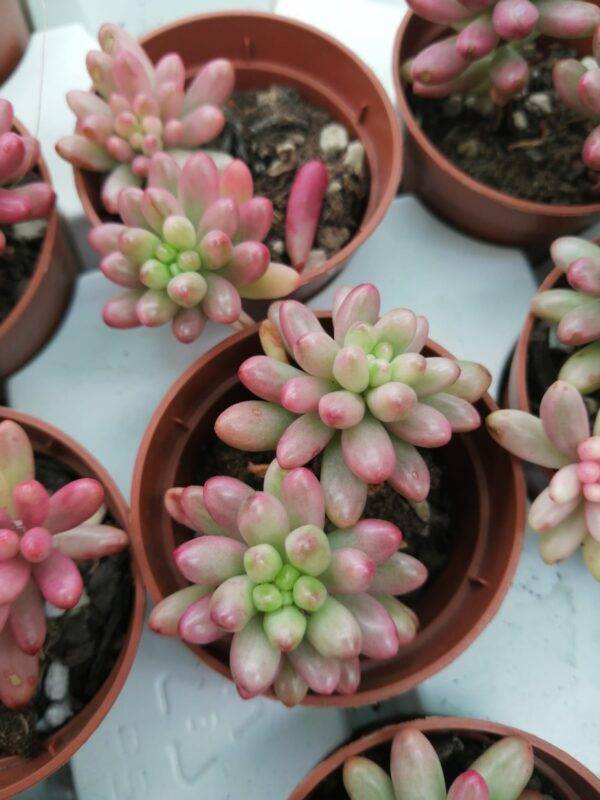 Sedum Rubrotinctum "Aurora" Variegata - Image 2