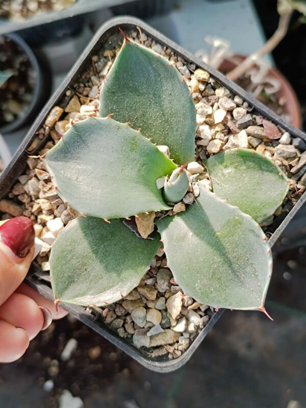 Agave Parryi v. Truncata - Image 2