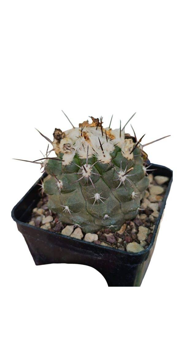 Copiapoa Sp