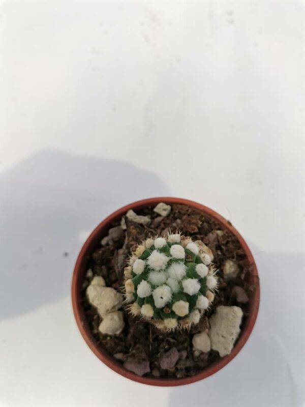 Mammillaria Gracilis cv Oruga Blanca