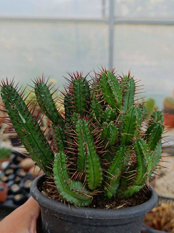 Euphorbia Enopla