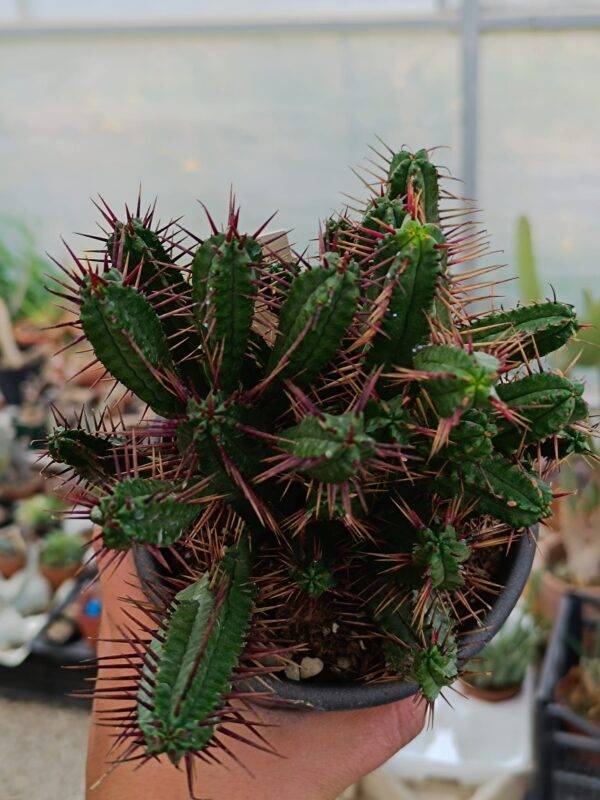 Euphorbia Enopla - immagine 2