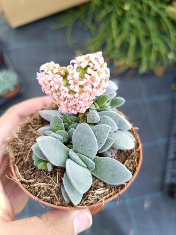 Crassula Morgan's Beauty