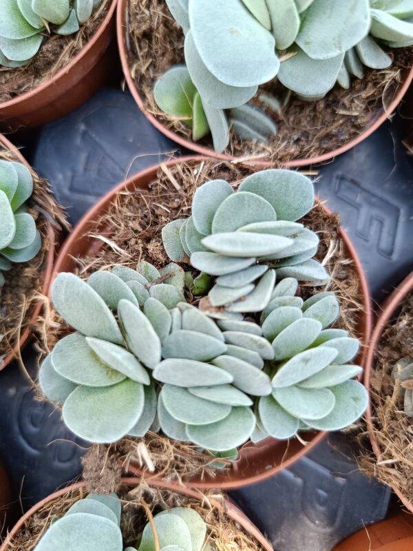 Crassula Morgan's Beauty - Image 2