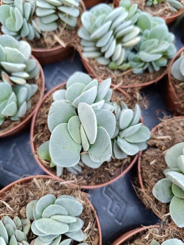 Crassula Morgan's Beauty - Image 3