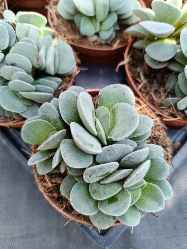Crassula Morgan's Beauty - Image 4