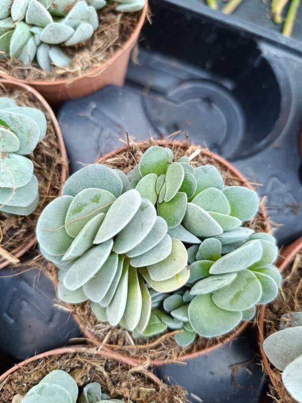 Crassula Morgan's Beauty - Image 5