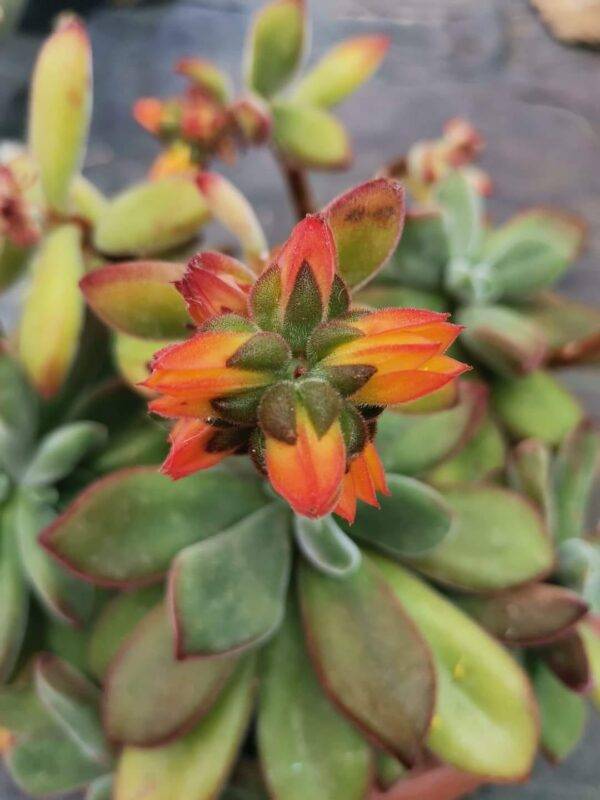 Echeveria Pulvinata - immagine 4