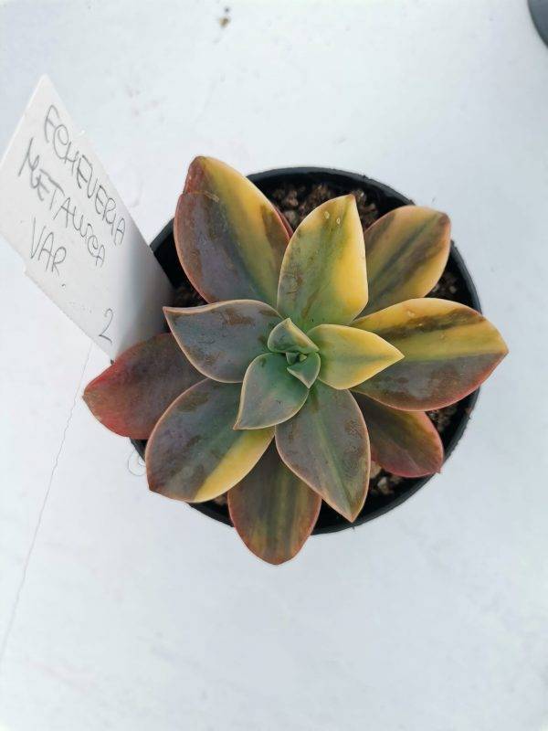 Echeveria Metallica Variegata Korean - immagine 2