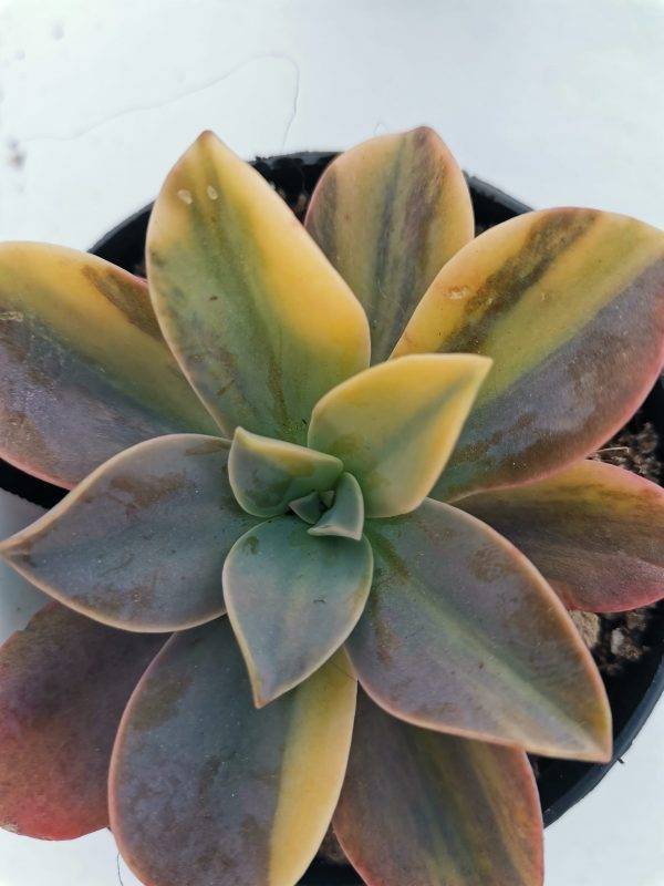 Echeveria Metallica Variegata Korean