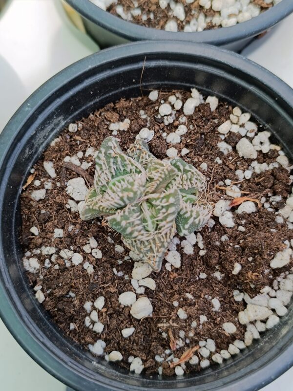 Faucaria Felina subs. Tuberculosa cv Super Warty Pink Selection - Image 2