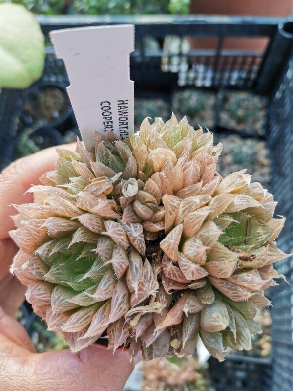 Haworthia Cooperi v. Pilifera