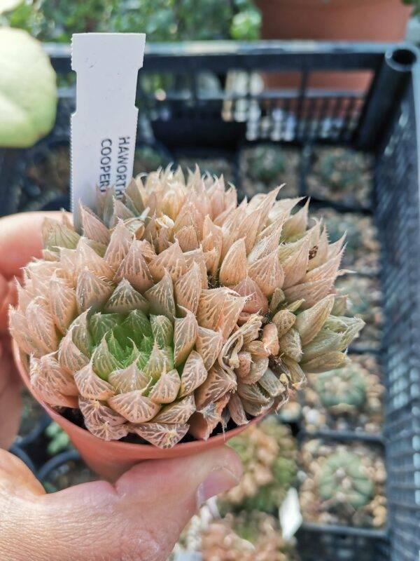 Haworthia Cooperi v. Pilifera - immagine 2