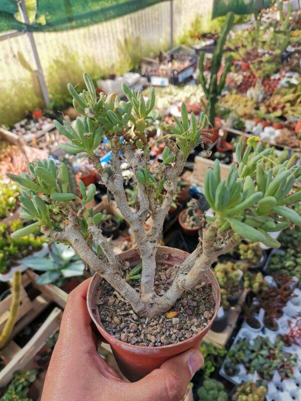 Othonna Clavifolia