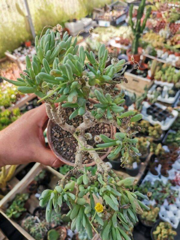Othonna Clavifolia - immagine 2