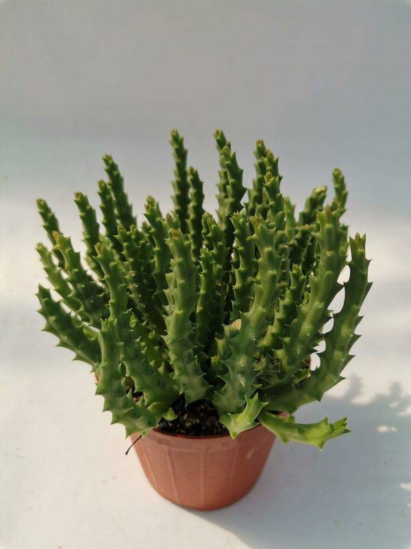 Stapelia Variegata