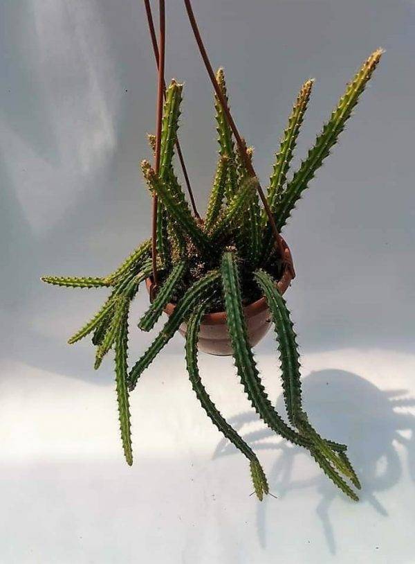 Aporocactus Mallisonii o coda di topo - Image 3