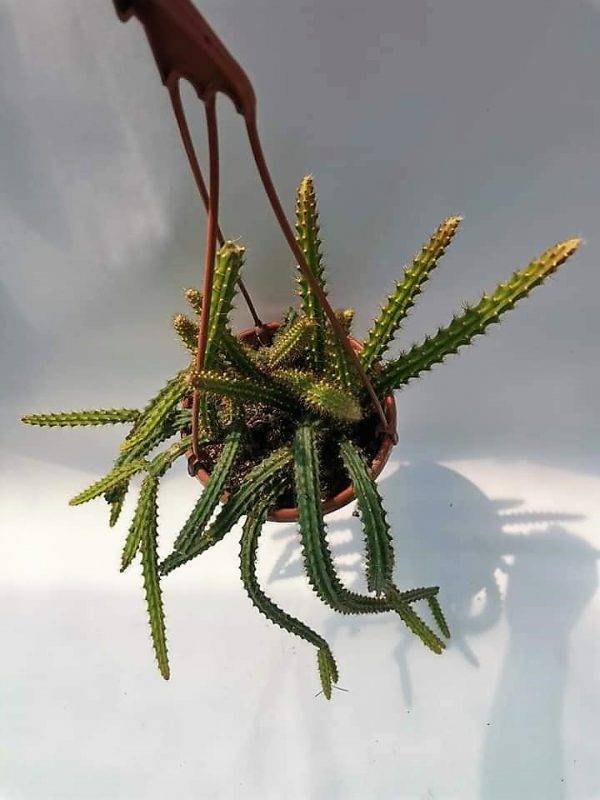Aporocactus Mallisonii o coda di topo - Image 2