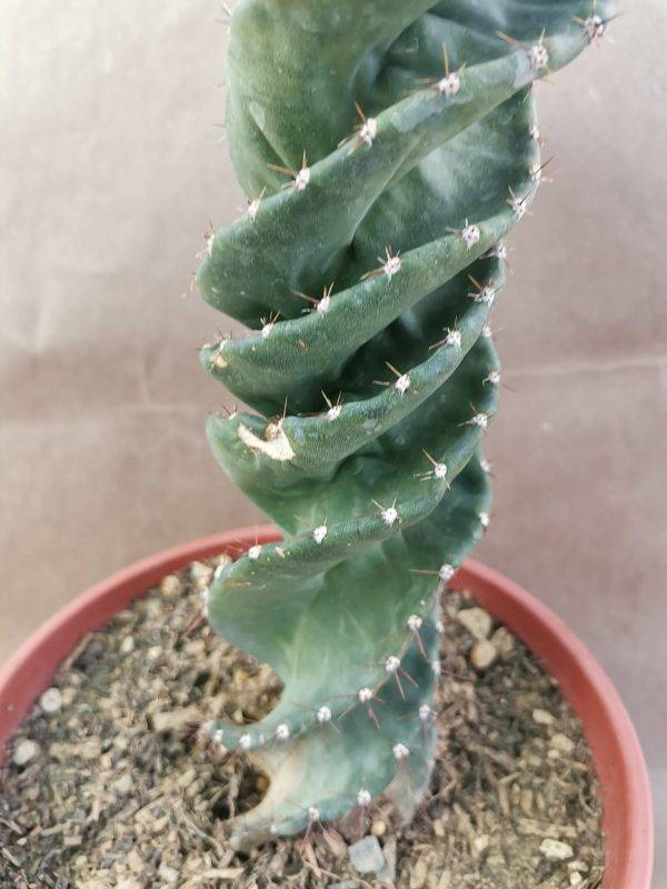 Cereus Forbesii Spiralis - immagine 2