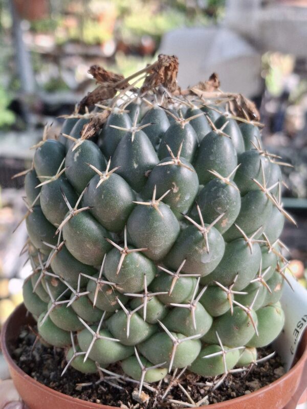 Coryphantha Maitz Tablasensis