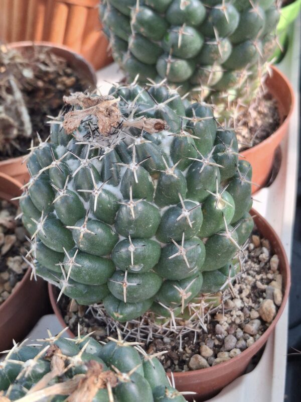 Coryphantha Maitz Tablasensis - immagine 3