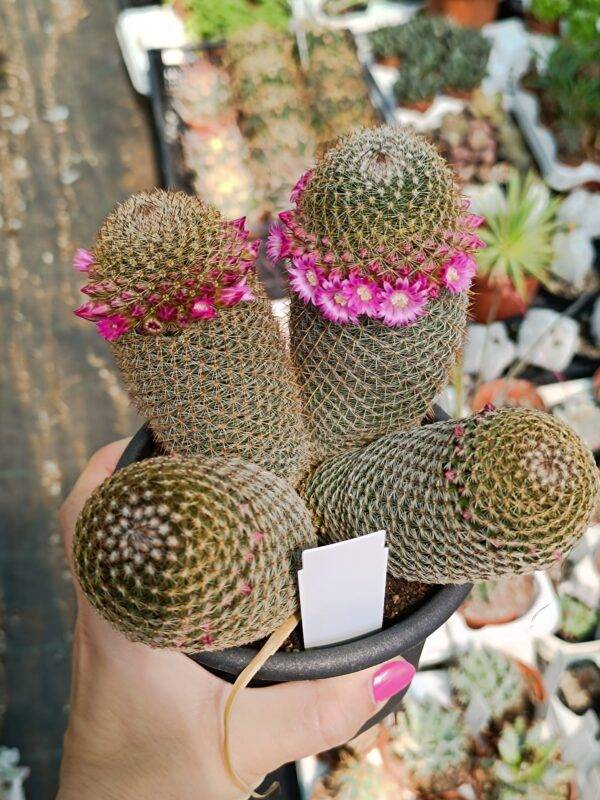 Mammillaria Matudae