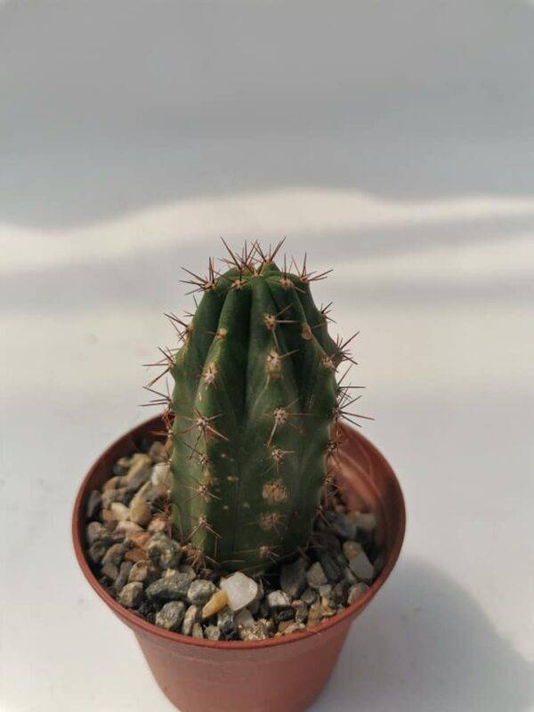 Trichocereus Macrogonus