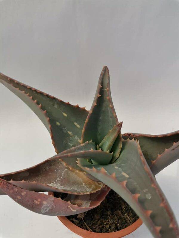Aloe Rivae