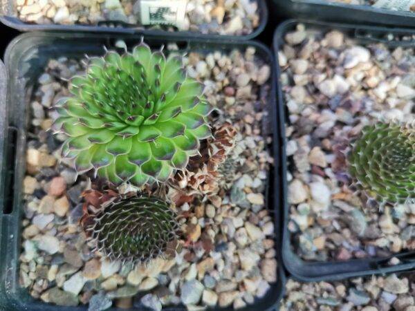 Orostachys Fimbriata - immagine 3