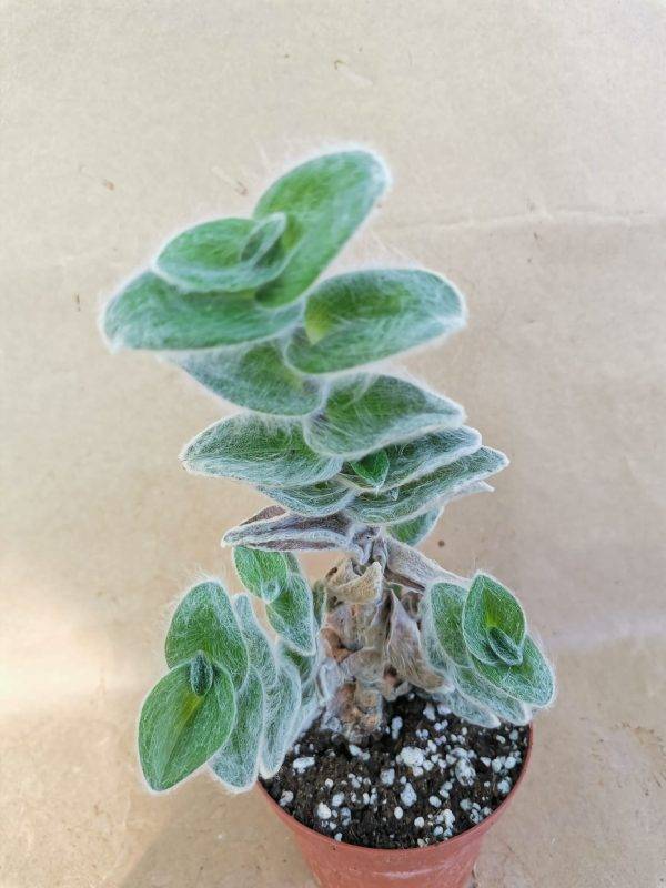 Tradescantia Sillamontana