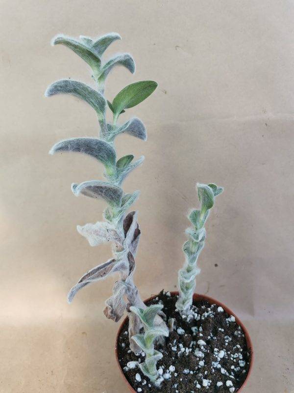 Tradescantia Sillamontana - immagine 4
