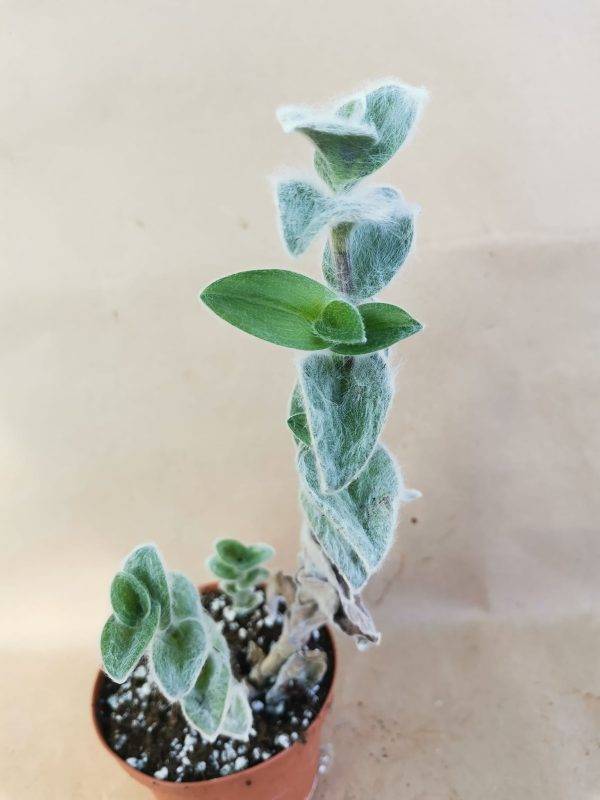 Tradescantia Sillamontana - immagine 5