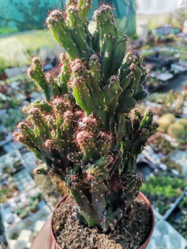 Cereus Peruvianus Mostruoso