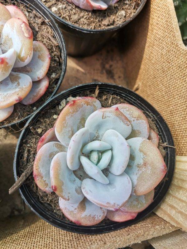 Echeveria Cream Tea - Image 2