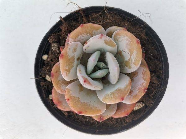 Echeveria Cream Tea - Image 3