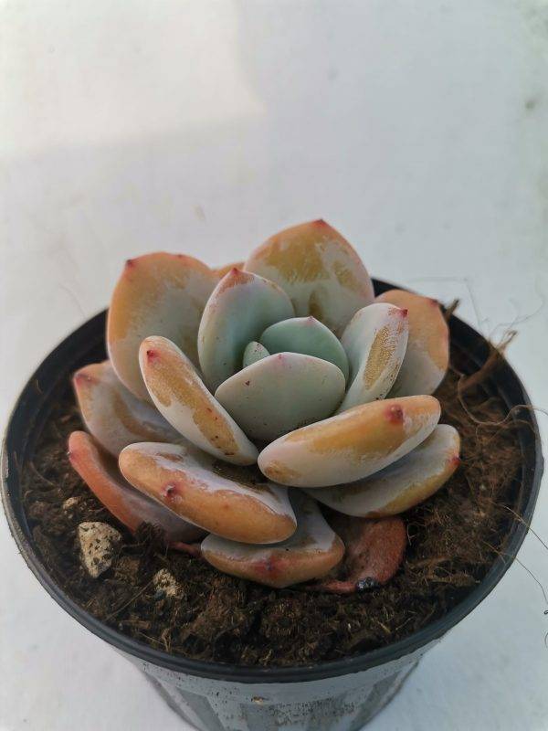 Echeveria Cream Tea - Image 4