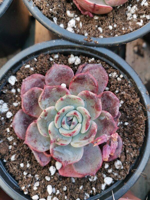 Echeveria Secunda Azulita - Image 2