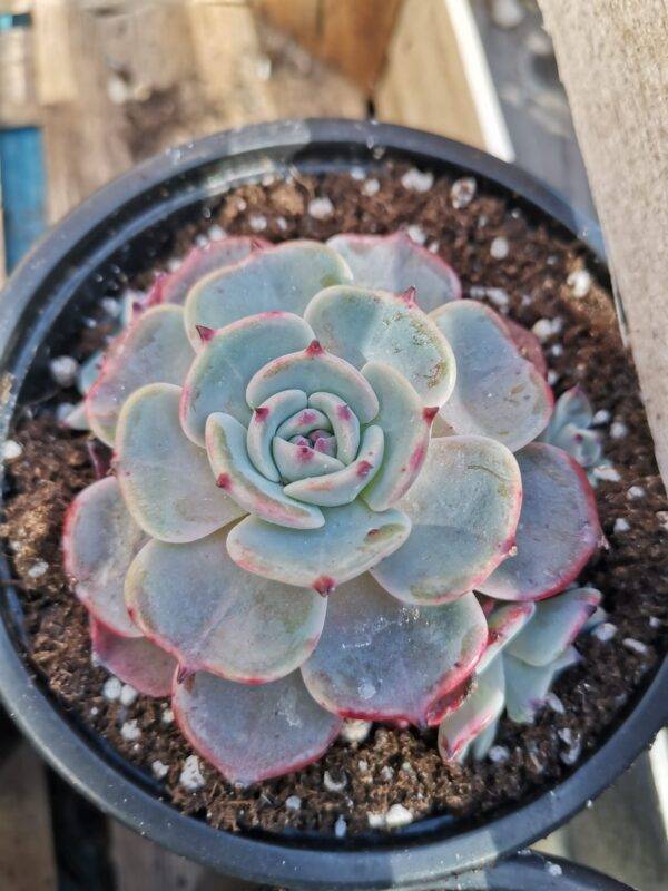 Echeveria Secunda Azulita - Image 3