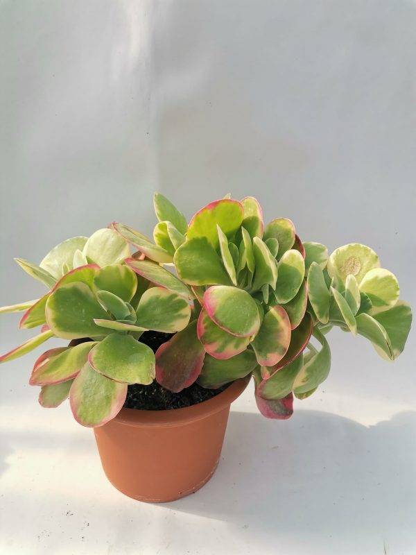 Kalanchoe Thyrsiflora Variegata Big - Image 2