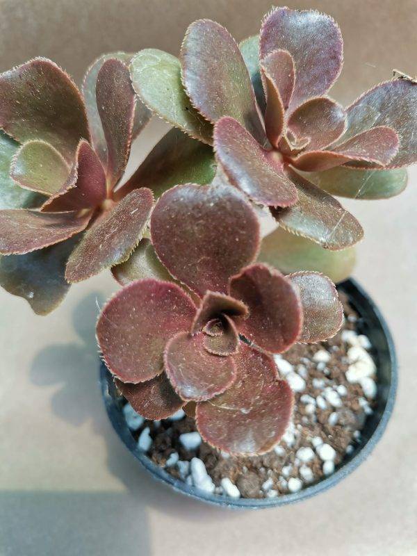 Aeonium Glutinosum - Image 2
