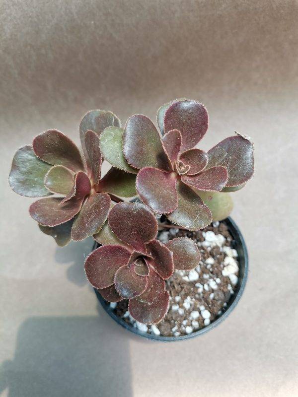 Aeonium Glutinosum - Image 3